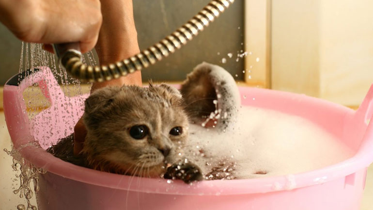 Γιατί η γάτα σου μισεί το μπάνιο;
