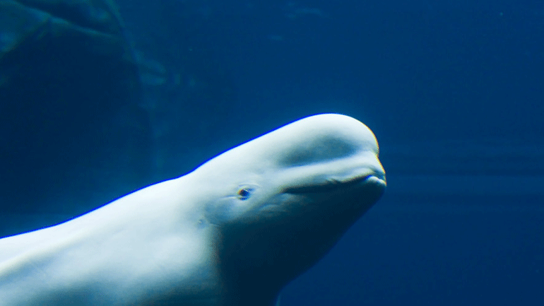 Την Τρίτη η τελευταία επιχείρηση απελευθέρωσης των φαλαινών μπελούγκα στη Ρωσία