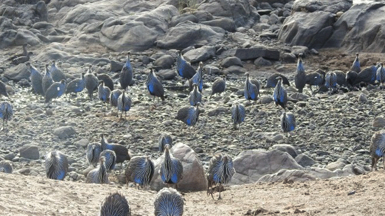 Την πρώτη πολύπλοκη κοινωνία πουλιών ανακάλυψαν επιστήμονες με επικεφαλής μία Ελληνίδα ζωολόγο