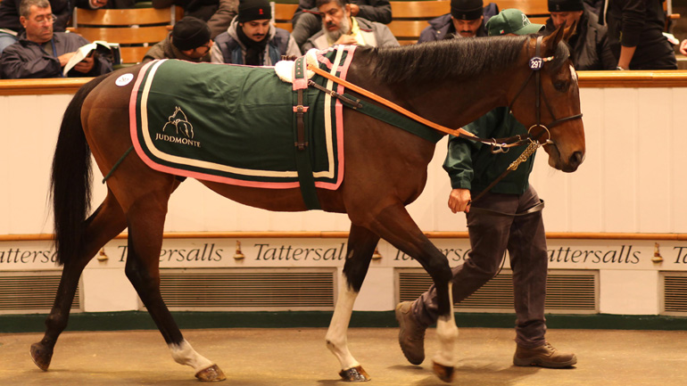 Αγορές-ρεκόρ 68 καθαρόαιμων ίππων από Έλληνες επενδυτές στη δημοπρασία του οίκου Τattersalls – Διεύρυνση της βάσης ιδιοκτητών και ενίσχυση του ιππικού πληθυσμού στο Markopoulo Park