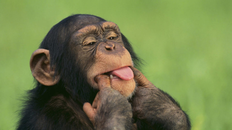 Μωράκι 4 μηνών έχασε τη ζωή του από πέτρα που του έριξε μαϊμού