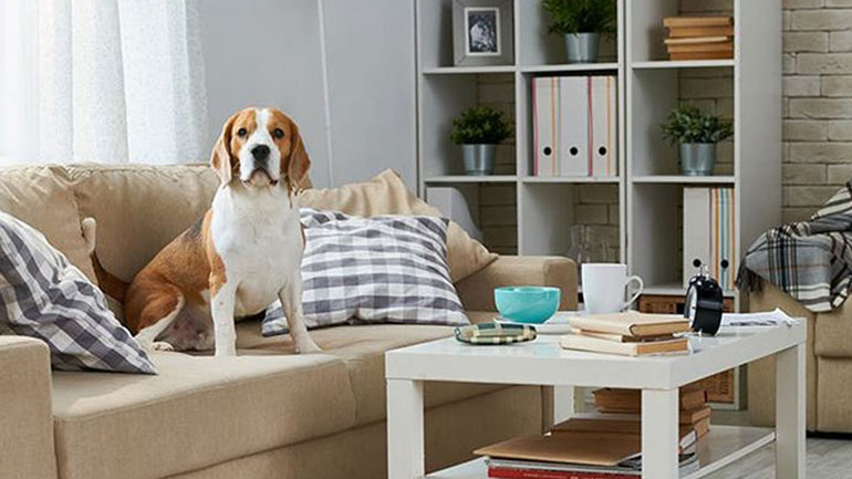 Πέντε πράγματα που θέλει ο κτηνίατρος να σταματήσετε