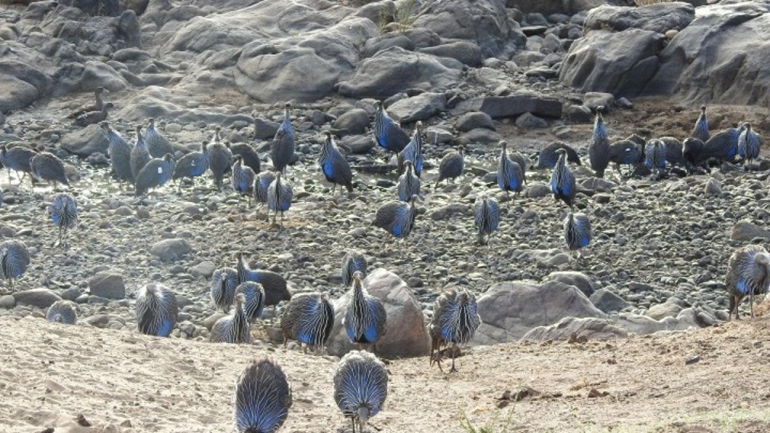 Την πρώτη πολύπλοκη κοινωνία πουλιών ανακάλυψε Ελληνίδα ζωολόγος