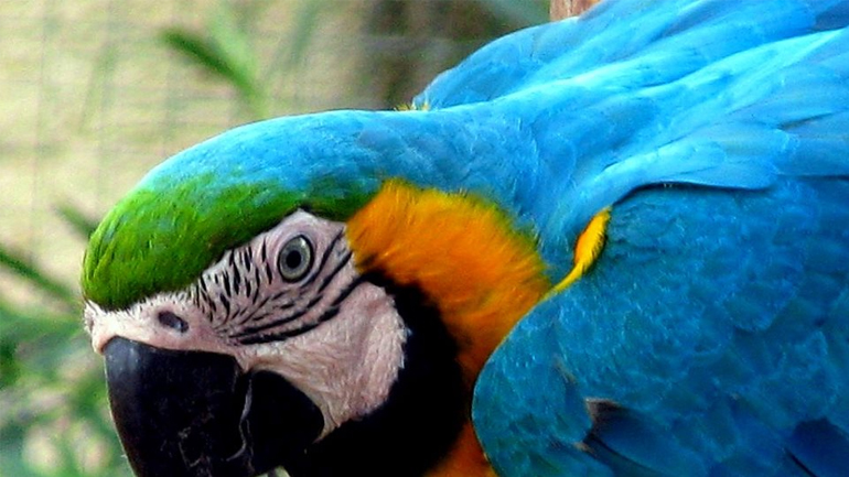 Ο παπαγάλος συμμετέχει στο party Ο παπαγάλος συμμετέχει στο party