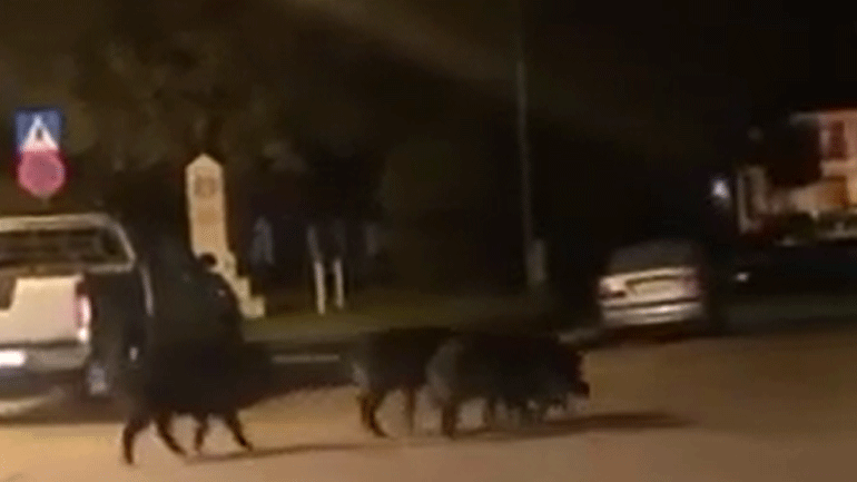 Τρίκαλα: Αγριογούρουνα στο κέντρο της πόλης