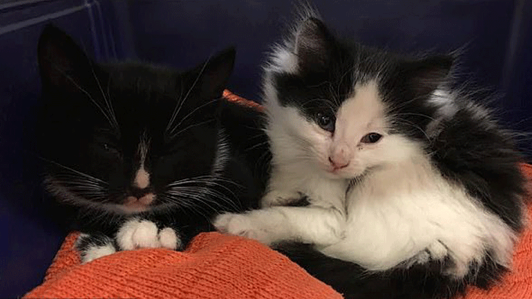 Αυστραλία: Ζευγάρι παράτησε γατάκια σε γλάστρα εμπορικού κέντρου