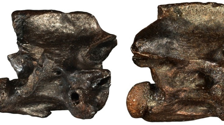 «Παραξενόφις» και «Περιεργόφις»: Δύο προϊστορικά φίδια που εντοπίστηκαν μόνο στην Ελλάδα