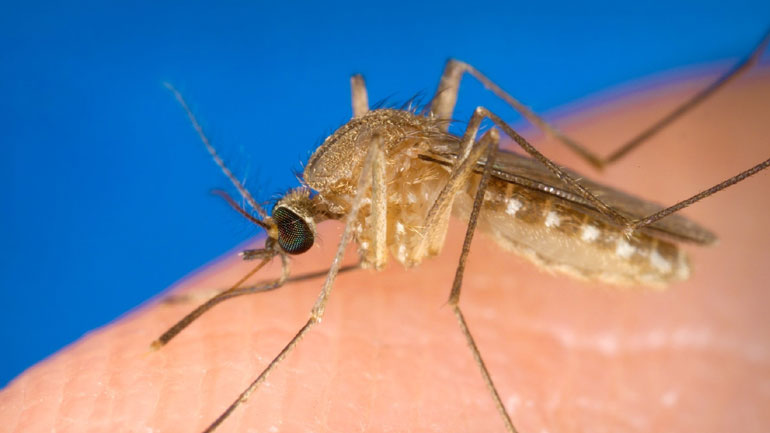 Πακιστάν: Αριθμός ρεκόρ 44.000 κρουσμάτων δάγγειου πυρετού από μολυσμένα κουνούπια