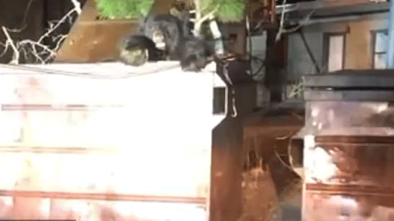 Θαρραλέοι αστυνομικοί απεγκλώβισαν αρκούδα από κάδο σκουπιδιών στην Καλιφόρνια