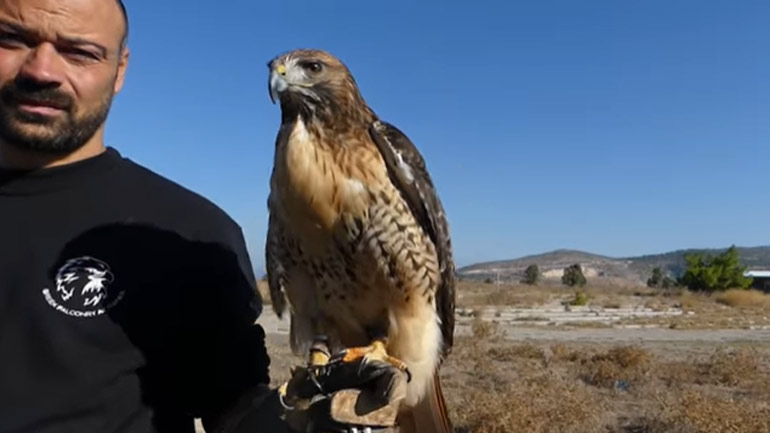 Η διάσημη Ζήνα, το γεράκι που καταρρίπτει drone, εν δράσει!