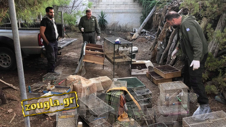 Στη «φάκα» λαθροθήρες που φυλάκιζαν και πωλούσαν άγρια πουλιά