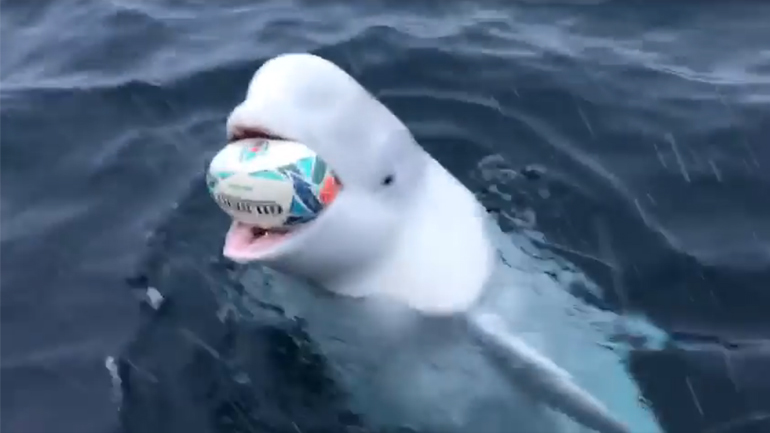 Φάλαινα παίζει μπάλα με έναν άνθρωπο