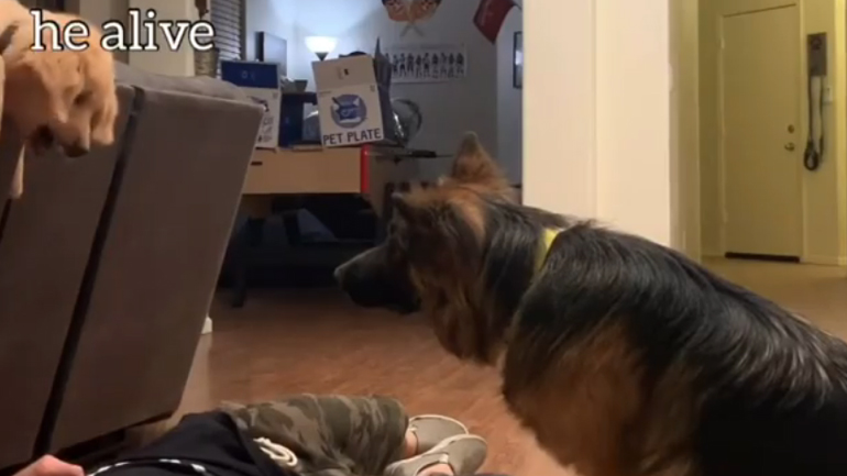 Δύο σκύλοι ξυπνούν το αφεντικό τους που «λιποθύμησε»