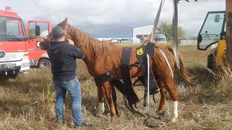 Άλογο έπεσε σε φρεάτιο – Η επιχείρηση απεγκλωβισμού του