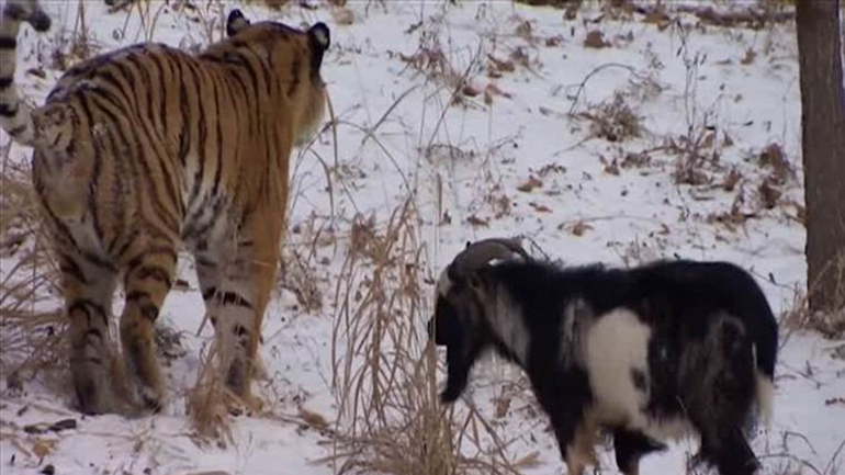 Πέθανε στη Ρωσία ο τράγος Τιμούρ -Ήταν ο καλύτερος φίλος του τίγρη Αμούρ