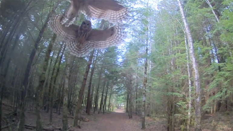 Όταν οι… κουκουβάγιες επιτίθενται στα drones