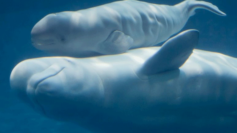 Ρωσία: Απελευθερώθηκαν οι τελευταίες φάλαινες μπελούγκα που κρατούνταν αιχμάλωτες σε μικρές δεξαμενές