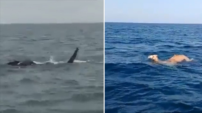 Καμήλες και ελέφαντες κολυμπούν σε ακτές