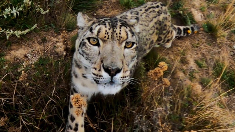Λεοπάρδαλη του χιονιού συναντά μια GoPro