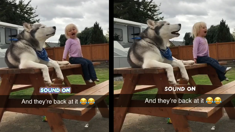 Χάσκι μιμείται ένα κορίτσι που ουρλιάζει