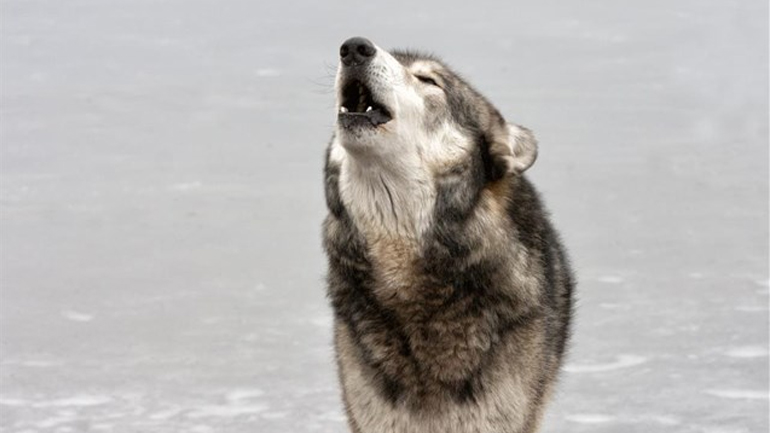 Video: 55 λύκοι ουρλιάζουν μέσα στο δάσος