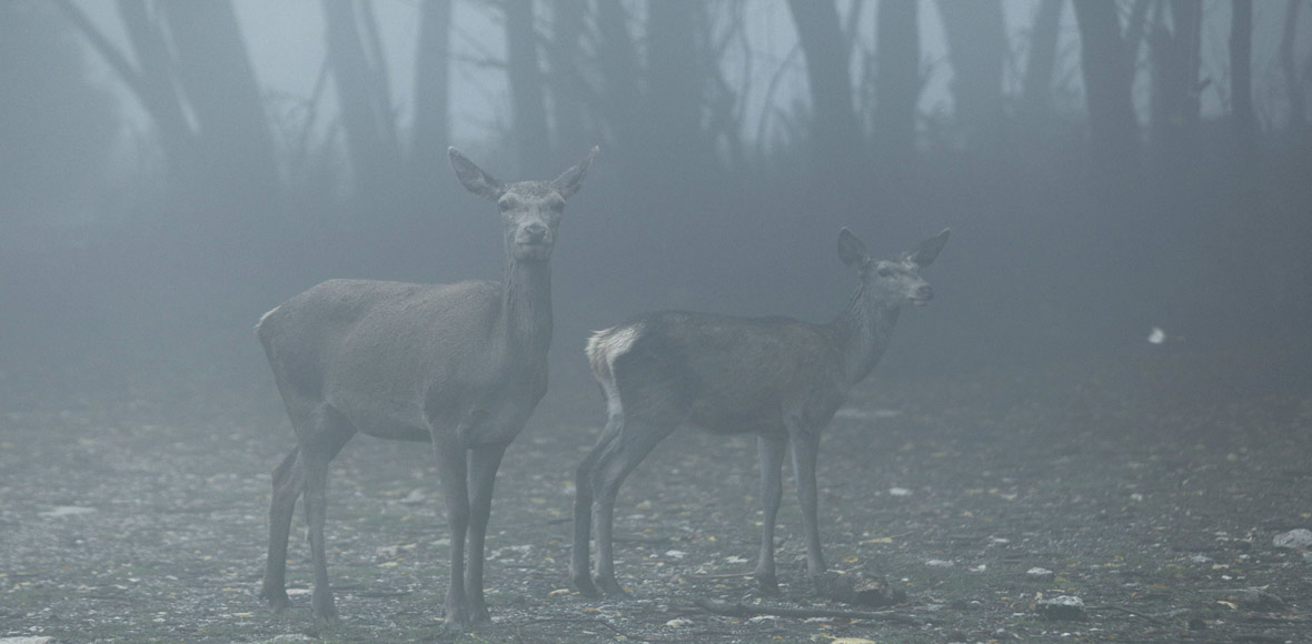 Ομίχλη στην Πάρνηθα