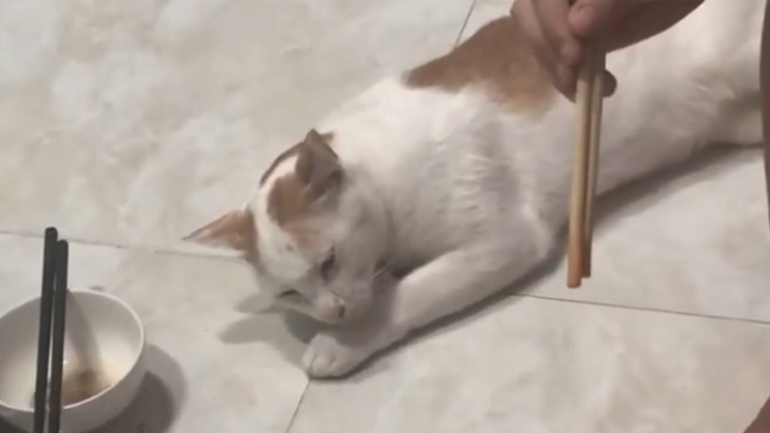 Γάτα κάνει πως κοιμάται για να κλέψει ένα ψάρι