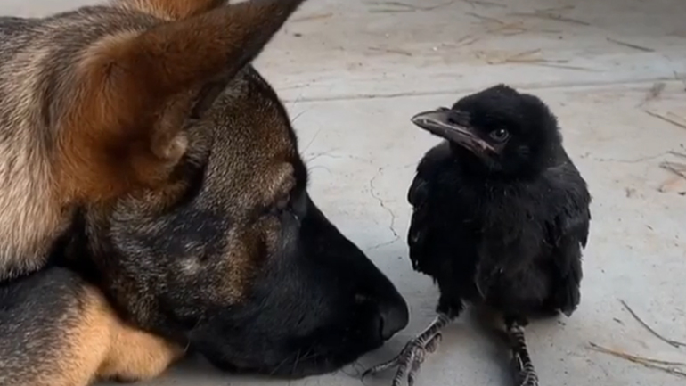 Κοράκι και Μαλινουά έγιναν κολλητοί