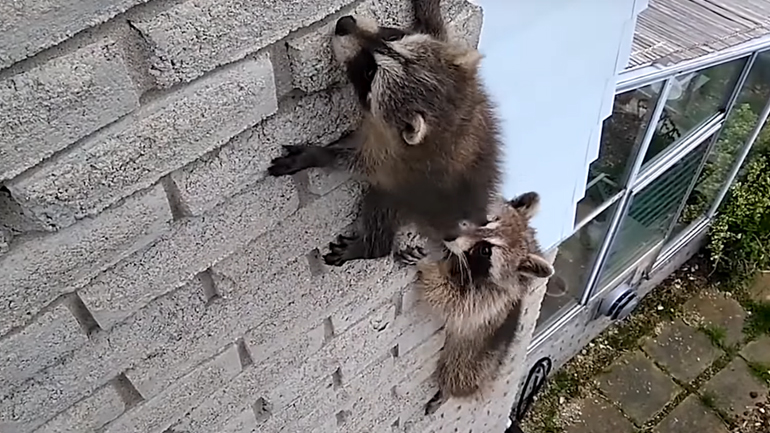 Μωρό ρακούν θέλει τη μαμά του