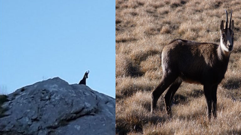 Γκιώνα: Ορειβάτης φωτογράφισε το αγριόγιδο «Rupicapra rupicapra balcanica»