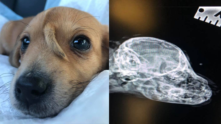 Κουτάβι γεννήθηκε με ουρά στο κεφάλι Κουτάβι γεννήθηκε με ουρά στο κεφάλι