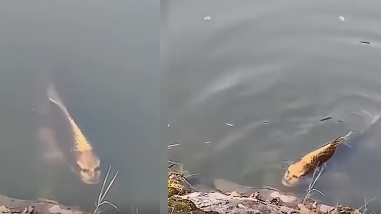 Το ψάρι με το ανθρώπινο πρόσωπο