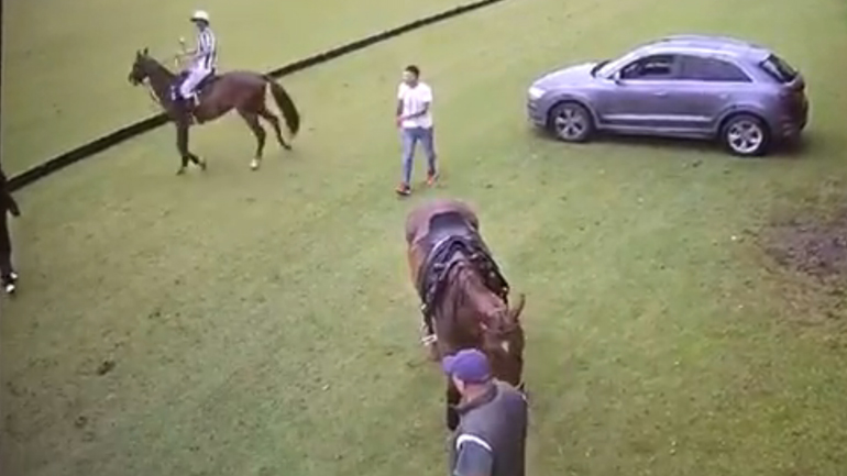 Άλογο βγάζει knock out έναν άνθρωπο