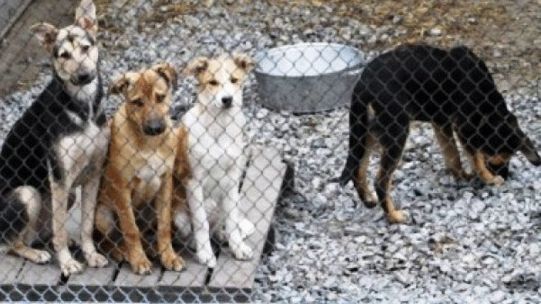 Απάντηση του υπουργείου Εσωτερικών για τα καταφύγια αδέσποτων ζώων