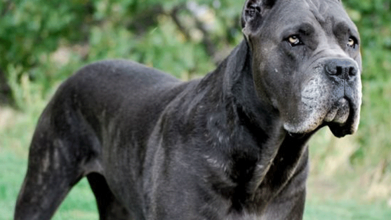 Σέρρες: Με θλαστικά τραύματα νοσηλεύεται παιδί που δέχτηκε επίθεση από σκυλιά