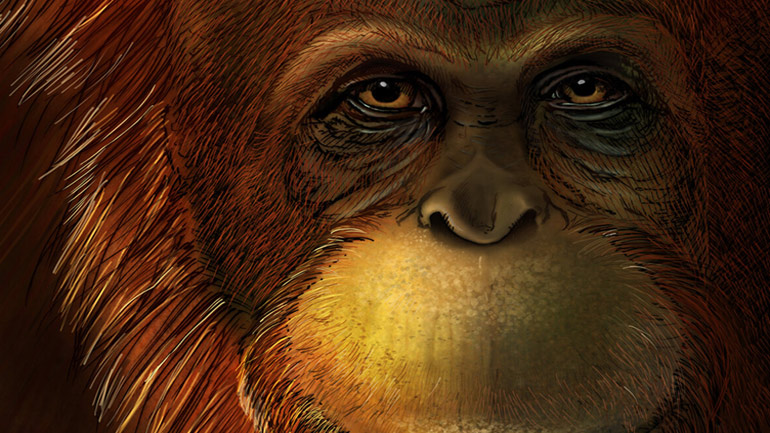 Αυτός είναι ο μεγαλύτερος πίθηκος που έζησε ποτέ στη Γη