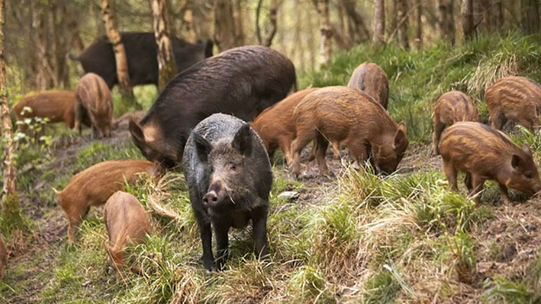 Αγριογούρουνα «σνίφαραν» κοκαΐνη αξίας 19.800 ευρώ