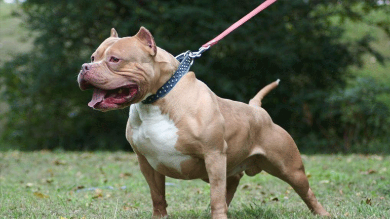 Δικογραφία σε βάρος ιδιοκτήτη σκύλου που επιτέθηκε σε 11 ετών κοριτσάκι στην Αριδαία