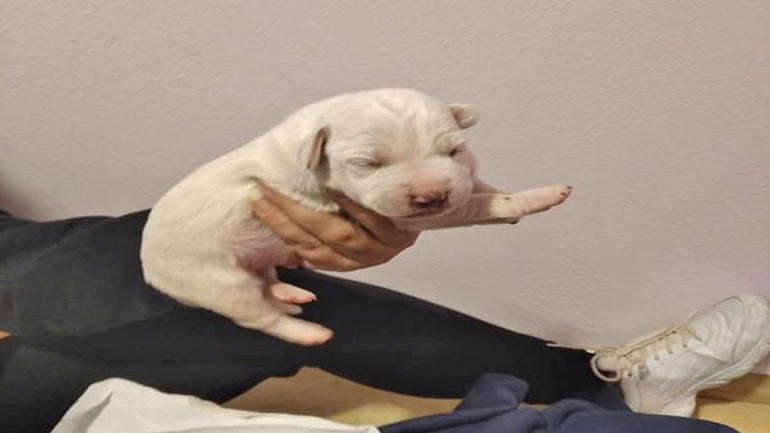 Καβάλα: Πέταξαν κουταβάκια κλεισμένα σε χαρτοσακούλα στα σκουπίδια