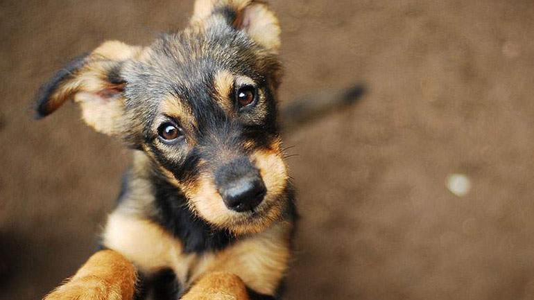 Επανέρχεται η Συνομοσπονδία Ζωοφιλικών Σωματείων Ελλάδος για το θέμα με τα κονδύλια των καταφυγίων