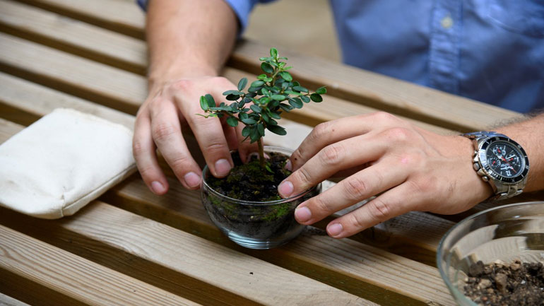 PlantBox: Το μικροσκοπικό ελαιόδεντρο που ταξιδεύει σε όλον τον κόσμο