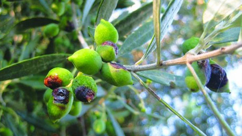 Χανιά: Μέτρα για τη στήριξη πληγέντων από τον δάκο ελαιοπαραγωγών ζητεί ο δήμαρχος
