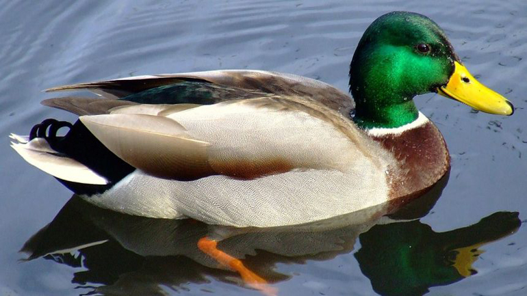 Ερμηνεία πάπιας για βραβείο Όσκαρ