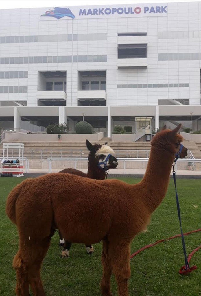  Εξωτικά alpaca στο Markopoulo Park