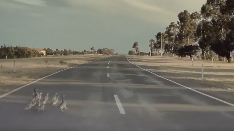 Tesla αποφεύγει οικογένεια από πάπιες