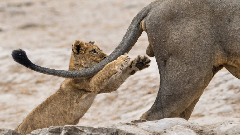 Οι νικητές του «Comedy Wildlife Photography Awards»
