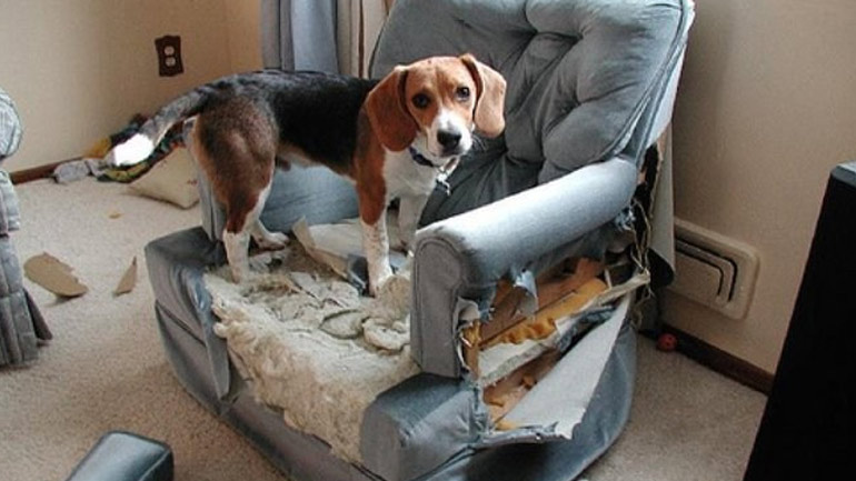 Άγχος αποχωρισμού στους σκύλους – Πώς να το αντιμετωπίσετε;