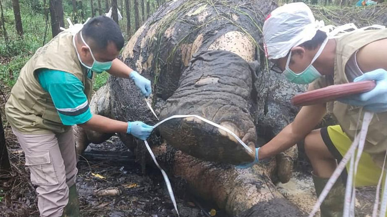 Ινδονησία: Σπάνιος ελέφαντας της Σουμάτρας βρέθηκε αποκεφαλισμένος