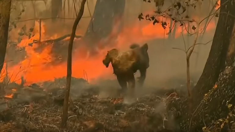 Γυναίκα σώζει κοάλα από τις φλόγες