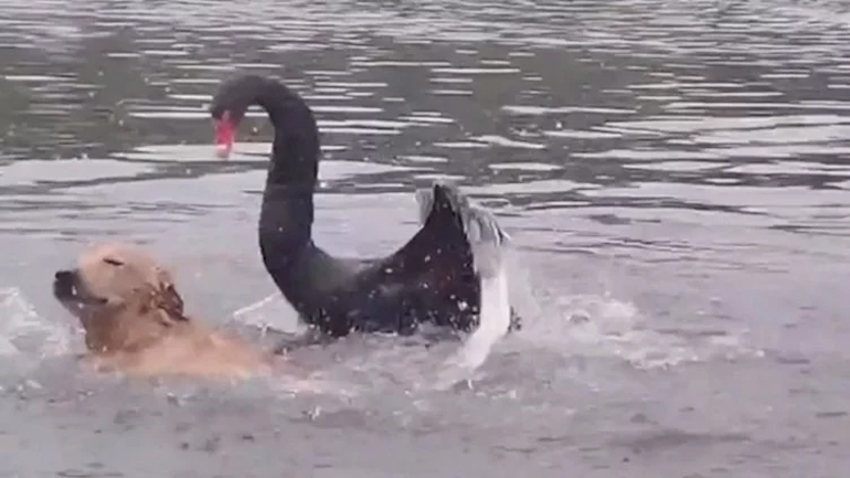 Μαύρος κύκνος την… πέφτει σε σκύλο